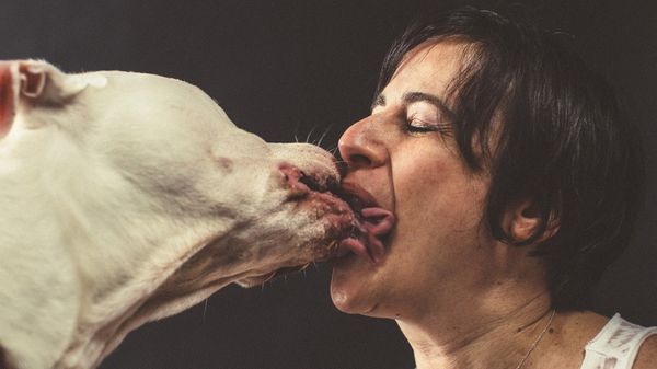 dog kiss never seen before funny pictures