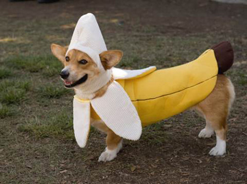 dog like a banana funny fancy dress picture
