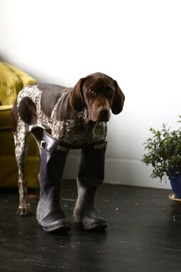 dog wearing long boots funny picture