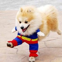 fancy dress ideas for funny dog pictures