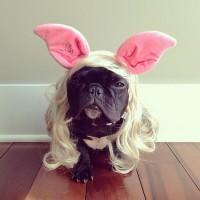 funny dog costume dress ideas picture