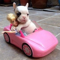 funny dog in toy car