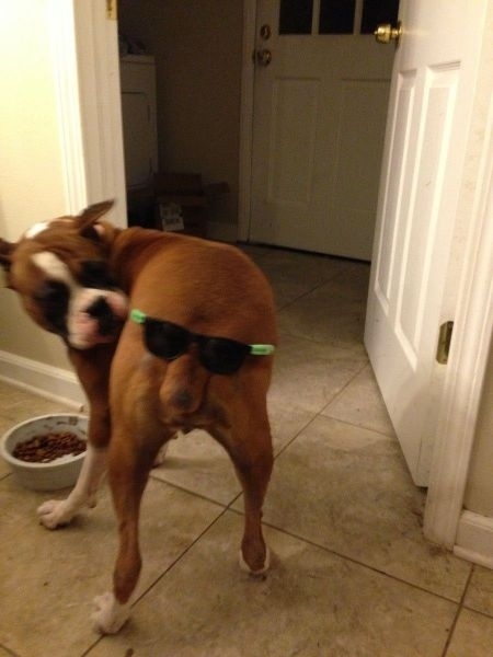 funny dog picture with sunglasses at the back