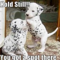 funny dog pictures with captions hold still