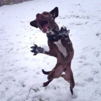 funny dog pictures with captions jazz hands