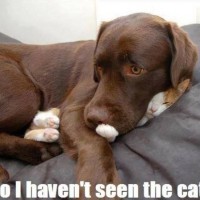 funny dog pictures with captions no i have not seen the cat