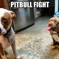 funny dog pictures with captions pitbull fight