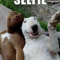 funny dog pictures with captions selfie