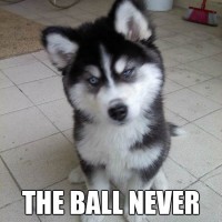 funny dog pictures with captions so you are telling me