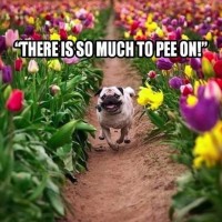funny dog pictures with captions there is so much to pee on