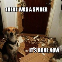 funny dog pictures with captions there was a spider