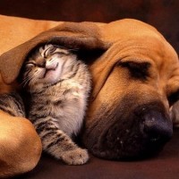 funny pictures of dog and cat love