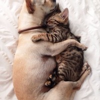 funny pictures of dog and cat sleeping close to each other