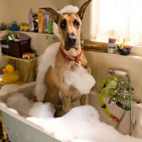 funny pictures of dog having bath