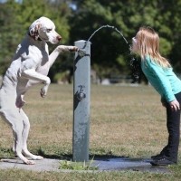 funny pictures of dog helping girl for water drink