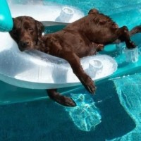 funny pictures of dog in blue water swimming