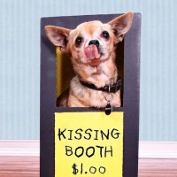 funny pictures of dog kissing booth