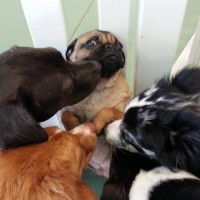 funny pictures of dog pug got famous