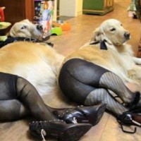 funny pictures of dog waring girls legging