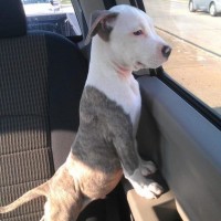 funny pictures of dog watching outside car