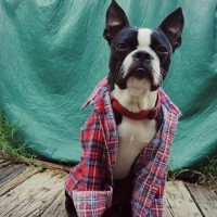 funny pictures of dog wearing shirt
