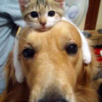 funny pictures of dog with cat on head