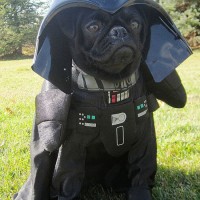 funny pictures of dog with costume ideas