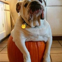 funny pictures of dogs halloween pumpkin