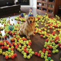funny pictures of dogs playing with tenis ball
