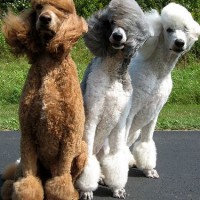 funny pictures of dogs road side view