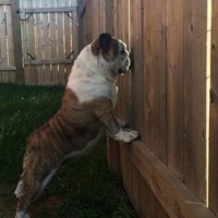 funny pictures of dogs watching outside