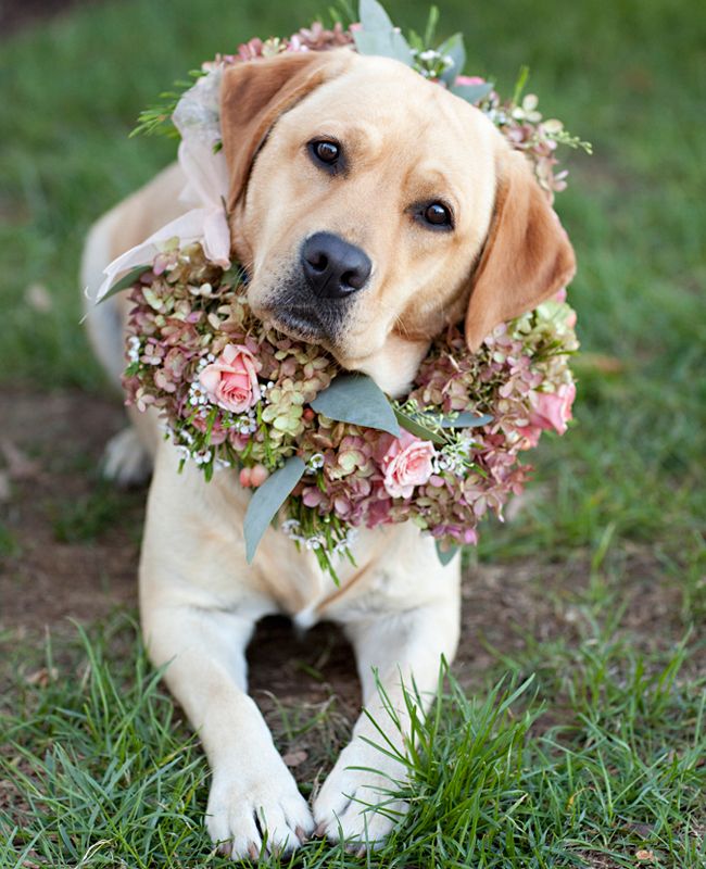golden labrador with flowers picture