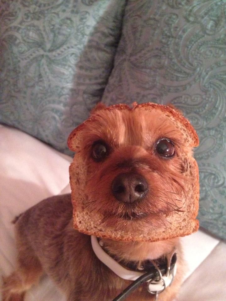 have a bread funny dog picture