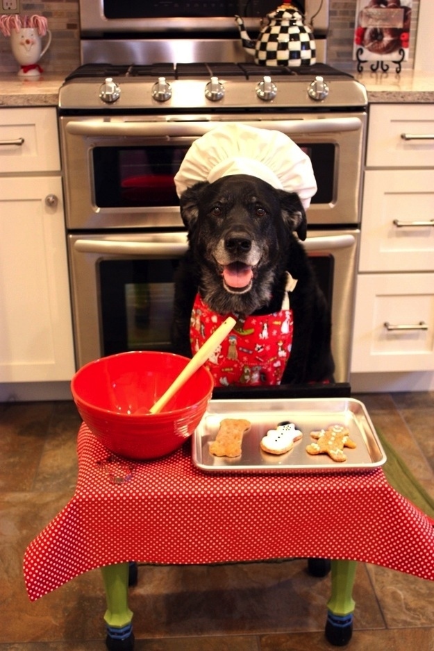 he cooks so well funny dog pictures