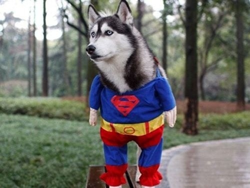 husky superman funny dog picture