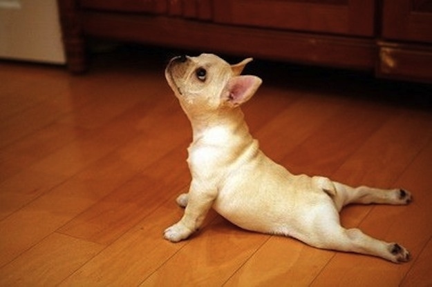 i can do yoga funny dog pictures