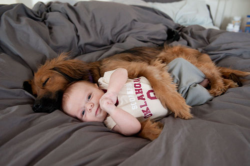 in the arms of cute dog funny picture