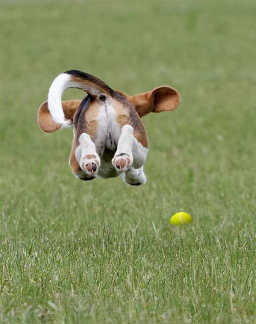 jumping-on-the-ball-funny-dog-picture.jpg