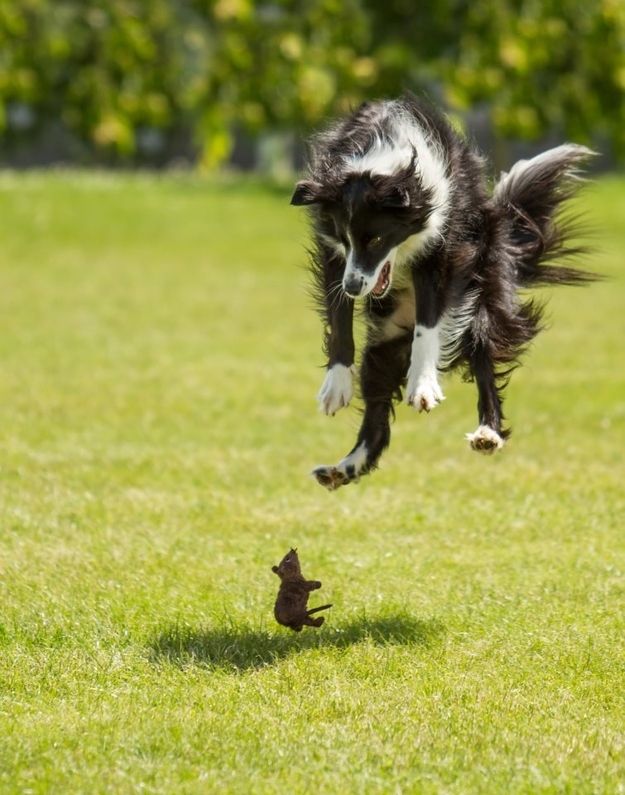 jumping on the rat funny dog picture