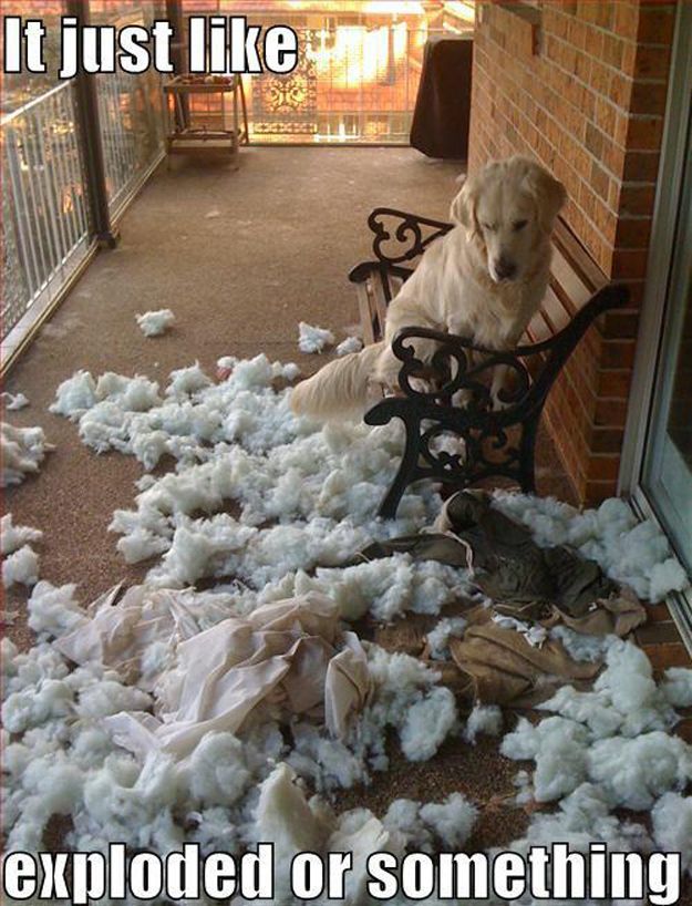 just like exploded funny dog picture