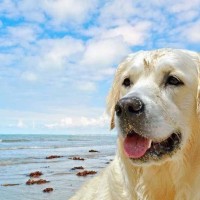 labrador retrievers near beach enjoying picture