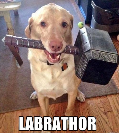 labrathor funny dog picture