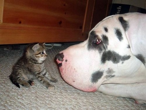 lets be friend funny dog and cat picture