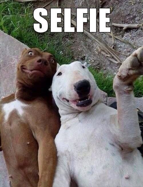 lets have a selfie funny dog picture