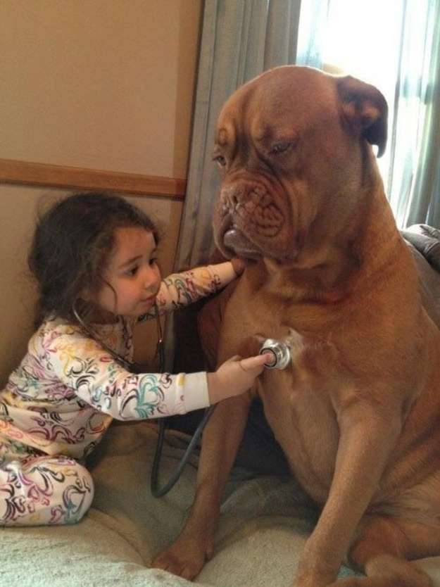 little kid doing checkup of dog funny picture