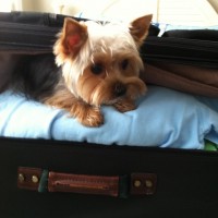 little teacup dog in luggage