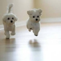 little teacup dogs running picture