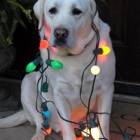 merry christmas lighting funny dog picture