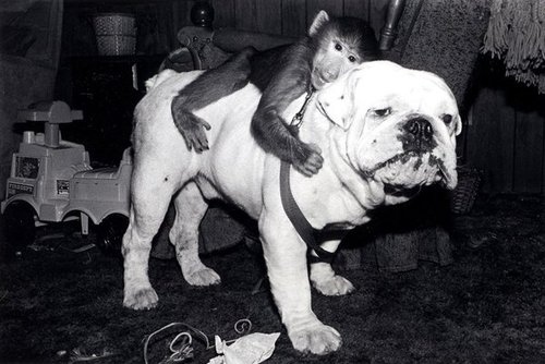 monkey sitting on the dog funny picture