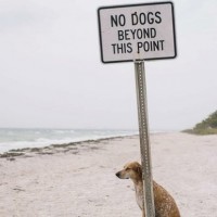 no dogs beyond this point funny dog pictures